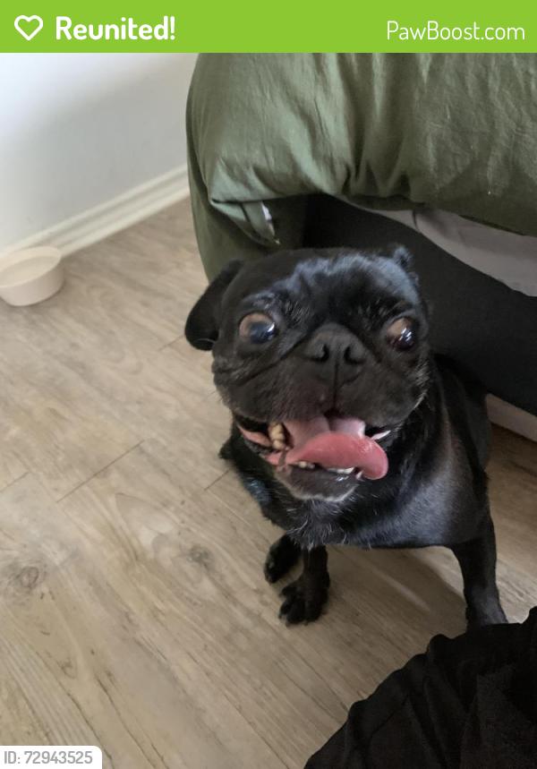 Reunited Male Dog last seen Vance Jackson and I-10, San Antonio, TX 78201