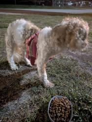 Reunited Female Dog last seen Loras and Kiowa , Griffin Park, FL 34668
