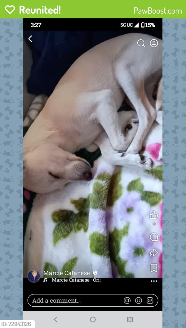 Reunited Female Dog last seen Downtown, Marina Stockton , Stockton, CA 95203