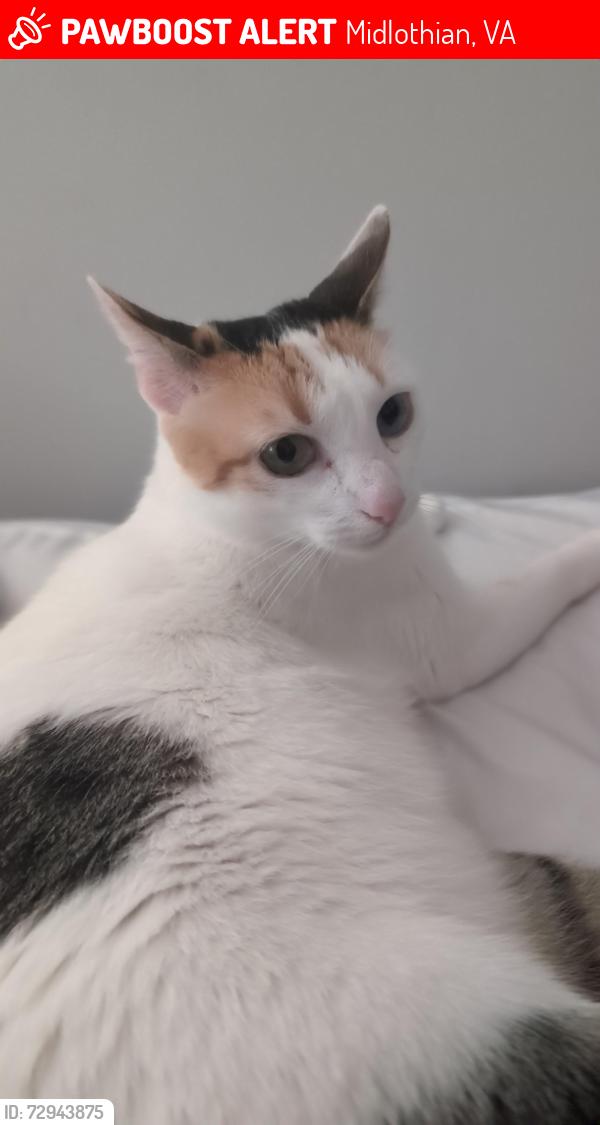 Lost Female Cat last seen Tevis Lane St , Midlothian, VA 23112