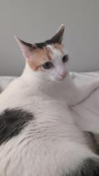 Lost Female Cat last seen Tevis Lane St , Midlothian, VA 23112