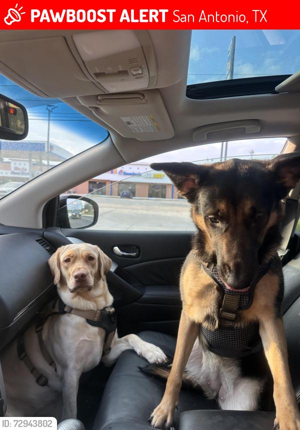 Lost Female Dog last seen Hausman , San Antonio, TX 78249