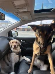 Lost Female Dog last seen Hausman , San Antonio, TX 78249