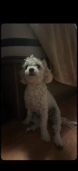 Reunited Female Dog last seen Near s del Norte Ontario Ca , Ontario, CA 91761