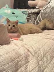 Found/Stray Female Cat last seen Mccart aver and W Risinger rd , Fort Worth, TX 76123