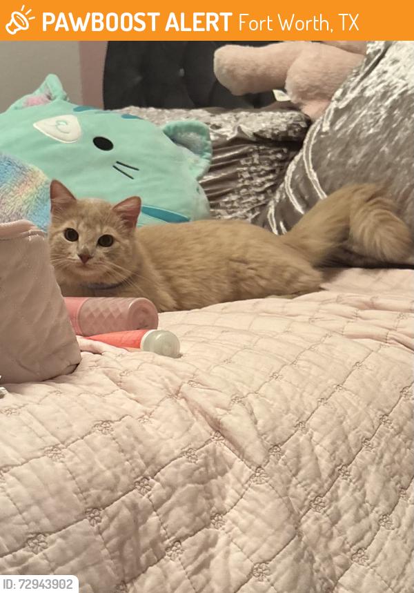 Found/Stray Female Cat last seen Mccart aver and W Risinger rd , Fort Worth, TX 76123