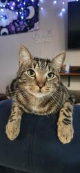 Reunited Male Cat last seen 262nd, Covington, WA 98042