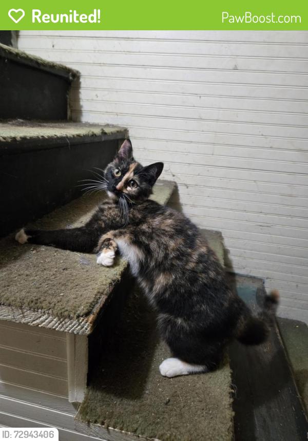 Reunited Female Cat last seen Crossroads of Bowman ave and Carl Freeman rd, Morganton, NC 28655