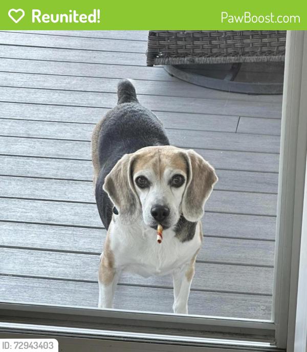 Reunited Male Dog last seen Mason Mill Park, Bryn Athyn, PA 19040