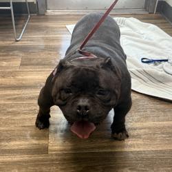 Shelter Stray Female Dog last seen Near Westinghouse Street, San Diego, CA, 92111, San Diego, CA 92110