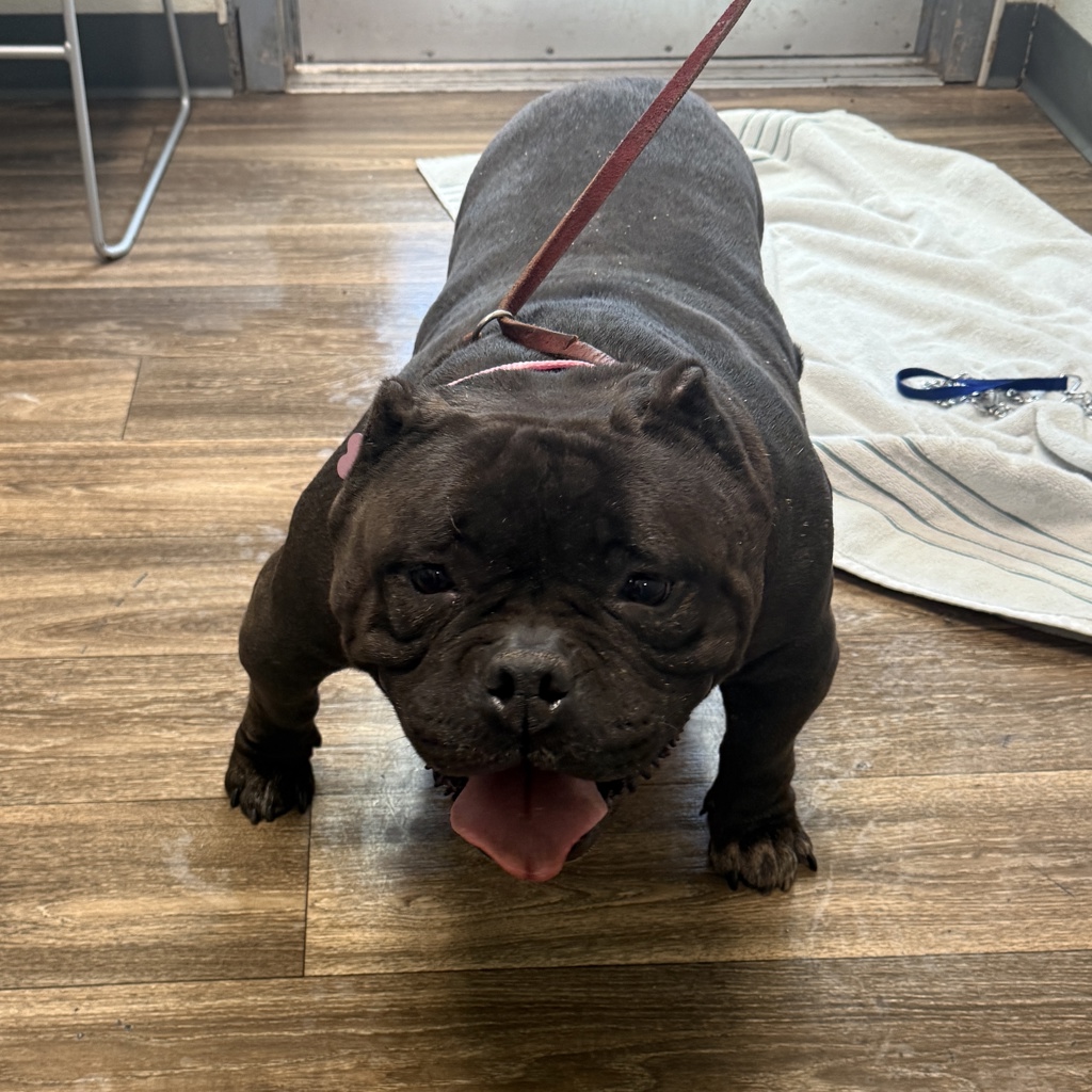 Shelter Stray Female Dog last seen Near Westinghouse Street, San Diego, CA, 92111, San Diego, CA 92110