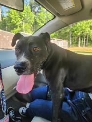 Found/Stray Female Dog last seen W jones ave selma nc 27576, Selma, NC 27576