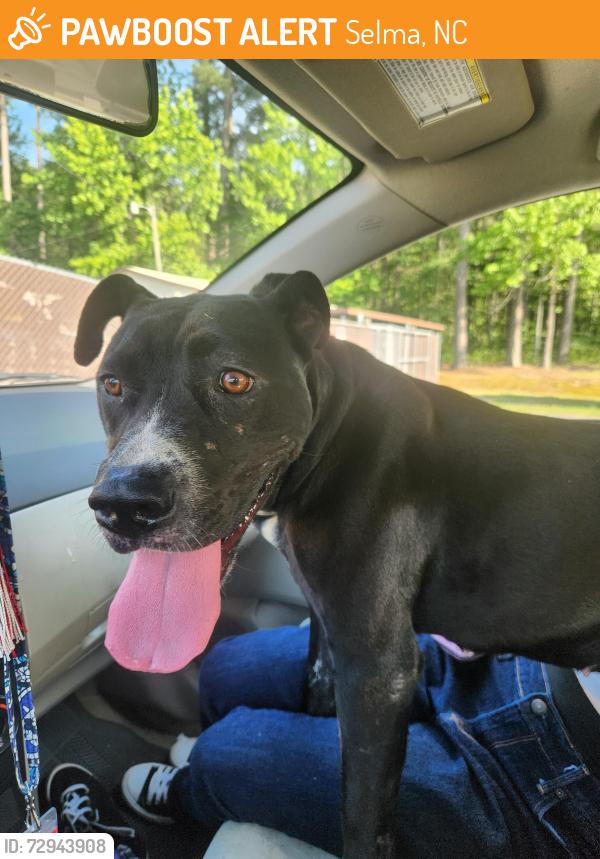 Found/Stray Female Dog last seen W jones ave selma nc 27576, Selma, NC 27576