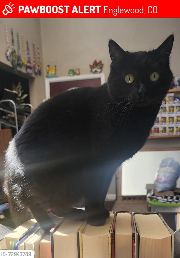 Lost Female Cat last seen The Girard apmt complex and Packy Romans Park, Englewood, CO 80113