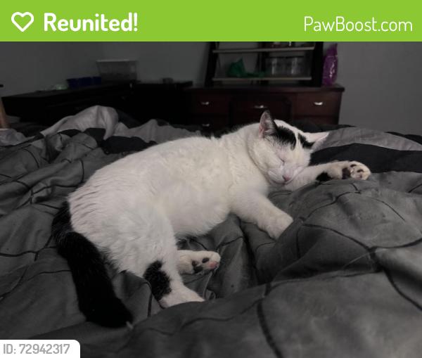 Reunited Male Cat last seen Between Book rd and Butter rd, Hamilton, ON L9G 3L1