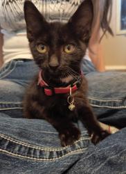 Found/Stray Female Cat last seen Ramirez Street, Dulles High School, Sugar Creek , Sugar Land, TX 77459