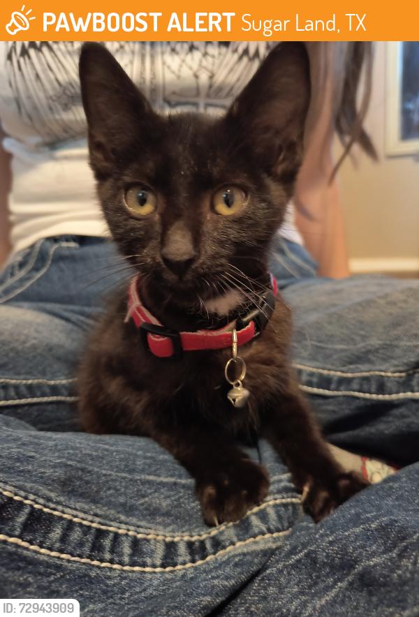 Found/Stray Female Cat last seen Ramirez Street, Dulles High School, Sugar Creek , Sugar Land, TX 77459