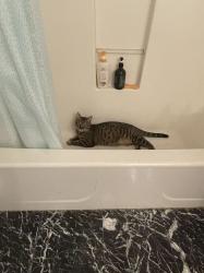 Reunited Male Cat last seen Near 23rd ave, Oakland, CA 94606