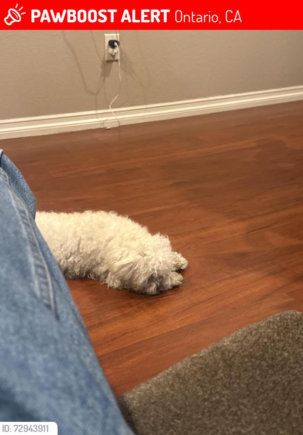 Lost Female Dog last seen By grove and walnut, Ontario, CA 91761