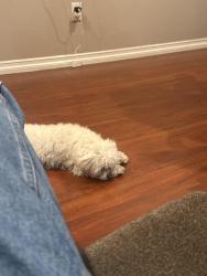 Lost Female Dog last seen By grove and walnut , Ontario, CA 91761