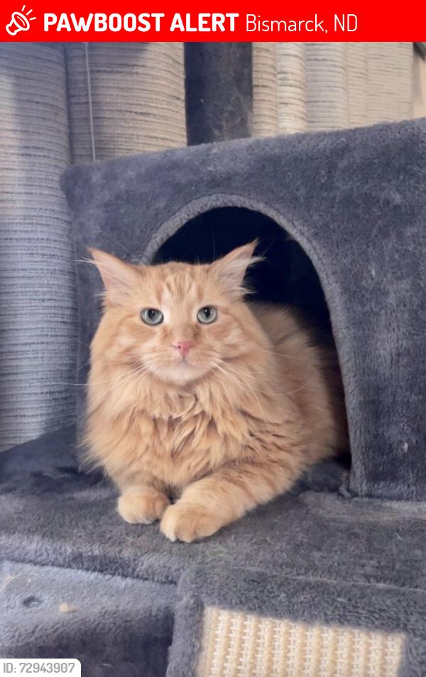 Lost Male Cat last seen Warwick Loop, Bismarck, ND 58504
