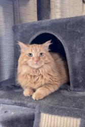 Lost Male Cat last seen Warwick Loop, Bismarck, ND 58504