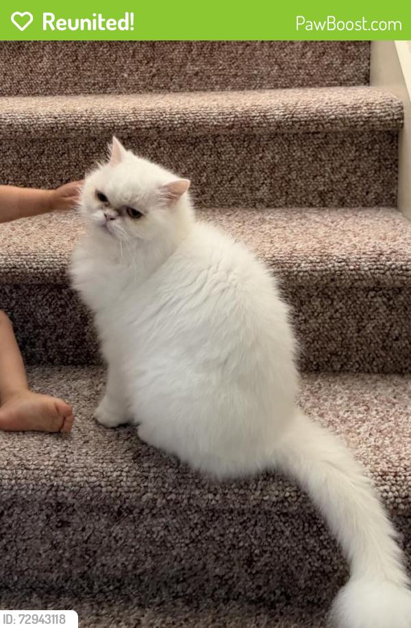 Reunited Male Cat last seen Maury drive x lake bigsby ave x renown drive, San Diego, CA 92119