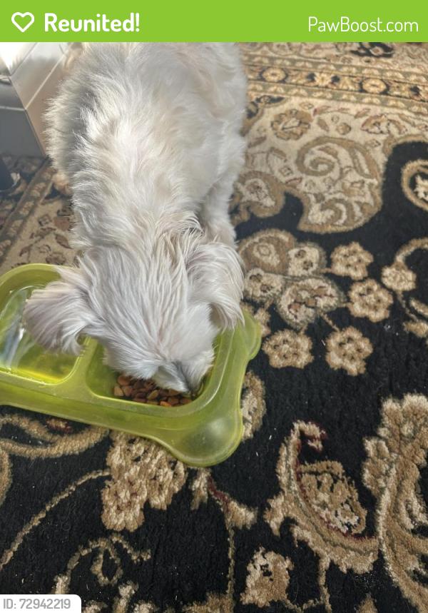 Reunited Male Dog last seen Near Mendez Fundamental School , Santa Ana, CA 92701