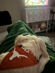 Reunited Male Dog last seen Milo apmts by Spectrum , Austin, TX 78759