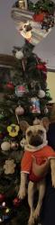 Lost Female Dog last seen 9st and baseline, San Bernardino, CA 92410