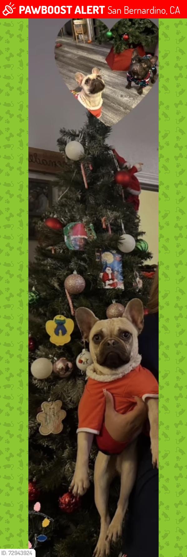 Lost Female Dog last seen 9st and baseline, San Bernardino, CA 92410