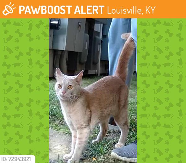 Found/Stray Male Cat last seen AMP Luxury apmts, Louisville, KY 40206