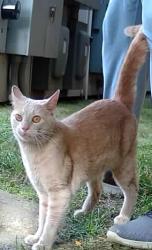 Found/Stray Male Cat last seen AMP Luxury apmts, Louisville, KY 40206