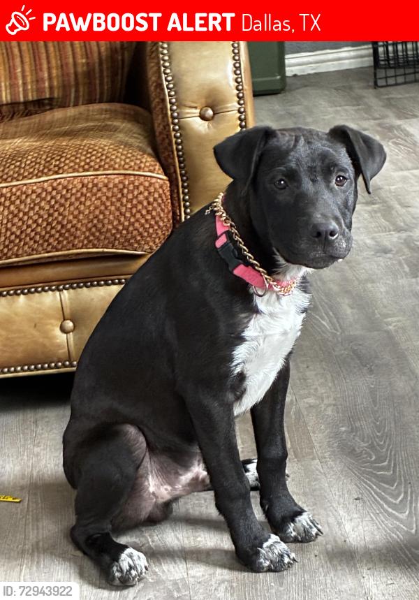 Lost Male Dog last seen Bonnie view morrell , Dallas, TX 75203