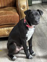 Lost Male Dog last seen Bonnie view morrell , Dallas, TX 75203