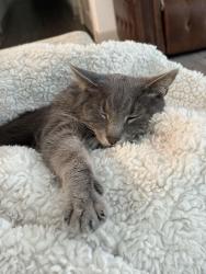Reunited Male Cat last seen Near west ridge golf course, off west university drive , McKinney, TX 75071