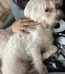 Lost Female Dog last seen Roswell Ave & E Grand Ave, Pomona, CA 91766