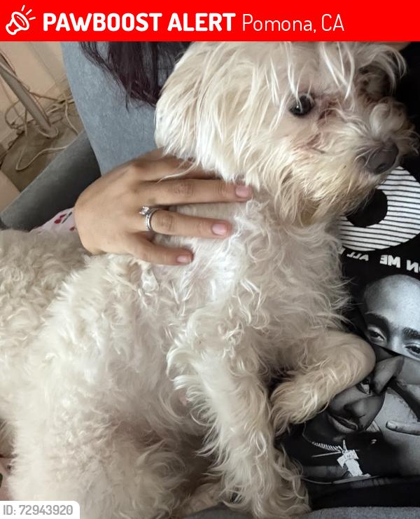 Lost Female Dog last seen Roswell Ave & E Grand Ave, Pomona, CA 91766