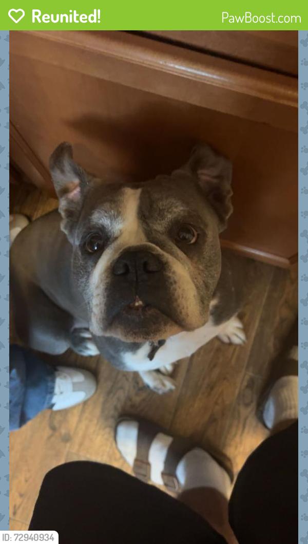 Reunited Male Dog last seen Fireweed dr near Austin bluffs, Colorado Springs, CO 80918