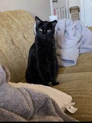 Lost Male Cat last seen Near and overlook , San Antonio, TX 78260