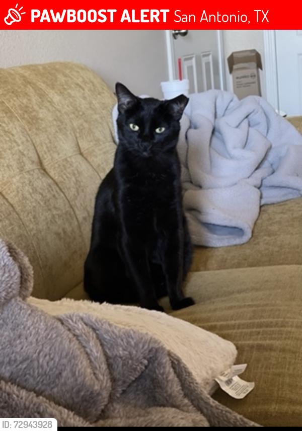 Lost Male Cat last seen Near and overlook , San Antonio, TX 78260