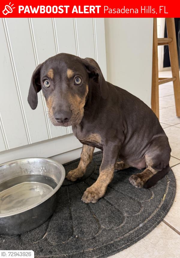 Lost Female Dog last seen Linda Vista and Shore Drive, Pasadena Hills, FL 33525