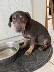 Lost Female Dog last seen Linda Vista and Shore Drive, Pasadena Hills, FL 33525