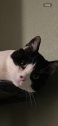 Lost Male Cat last seen Sonoma bulevard, Vallejo, CA 94590