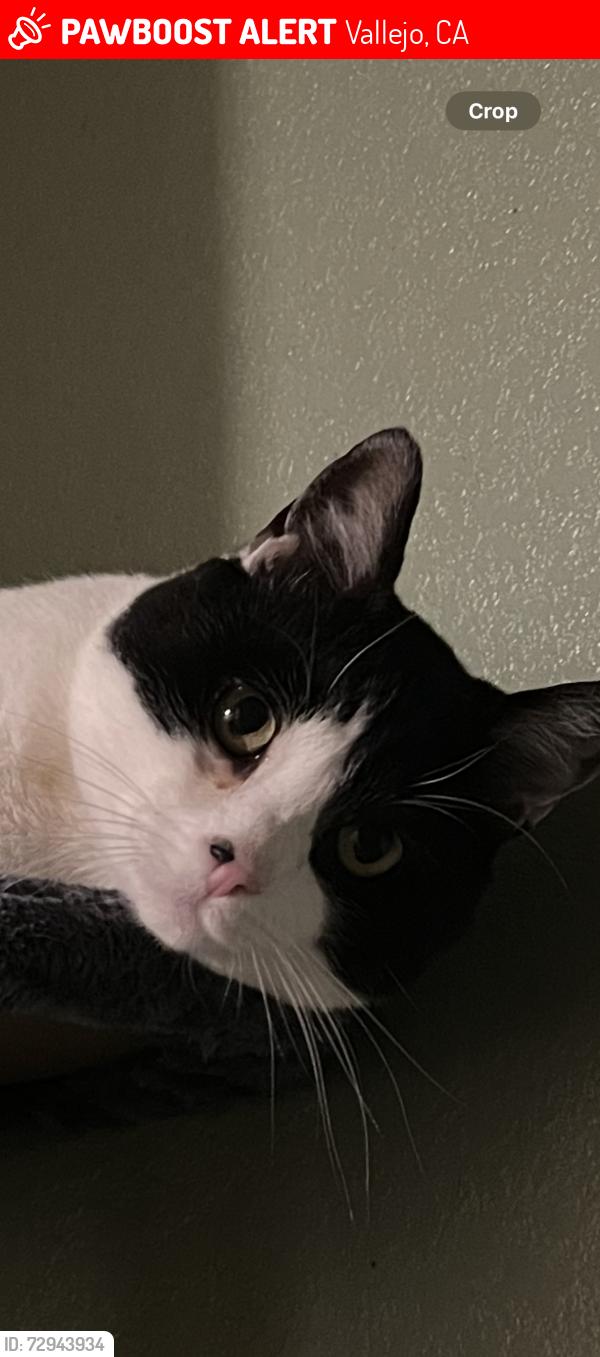 Lost Male Cat last seen Sonoma bulevard, Vallejo, CA 94590