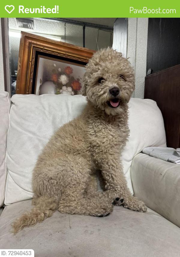 Reunited Male Dog last seen Stewart ave & Lamb blvd, Las Vegas, NV 89104