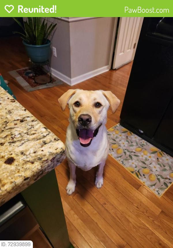 Reunited Male Dog last seen Circle K, Robeson Street, Fayetteville, NC 28305