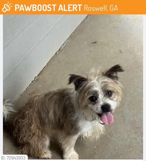 Found/Stray Male Dog last seen Manchester apmts, Roswell, GA 30076