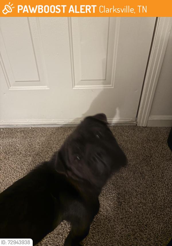 Found/Stray Female Dog last seen By Rocky ford and Salem road , Clarksville, TN 37040