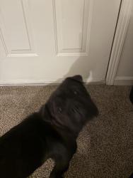 Found/Stray Female Dog last seen By Rocky ford and Salem road , Clarksville, TN 37040